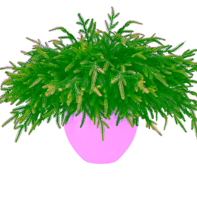 branches2